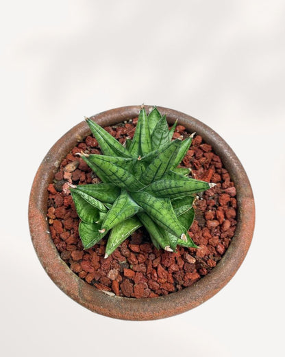 Sansevieria Yaya in a decorative bowl planter, close-up view