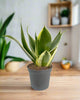 Sansevieria Trifasciata Jade Pagoda
