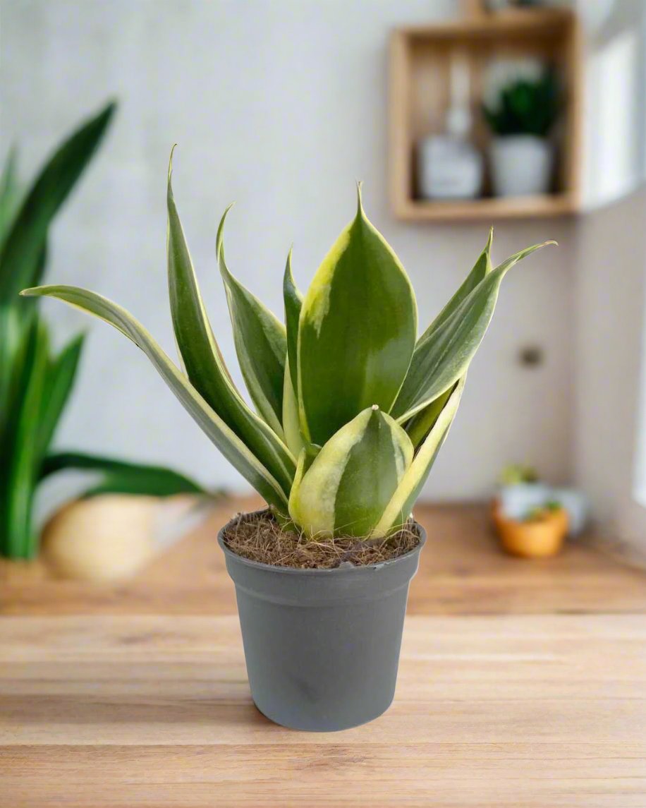 Sansevieria Trifasciata Jade Pagoda