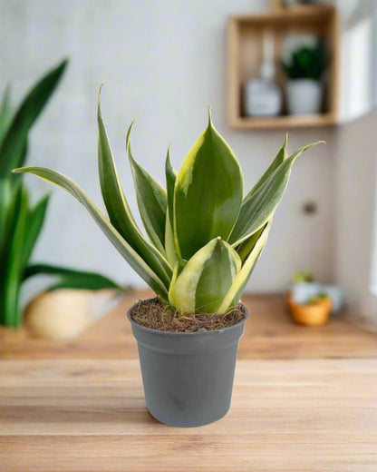 Sansevieria Trifasciata Jade Pagoda