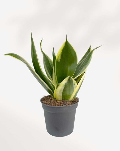 Sansevieria Trifasciata Jade Pagoda 4" Pot - Small (expect some blemishes)
