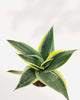 Sansevieria Trifasciata Jade Pagoda