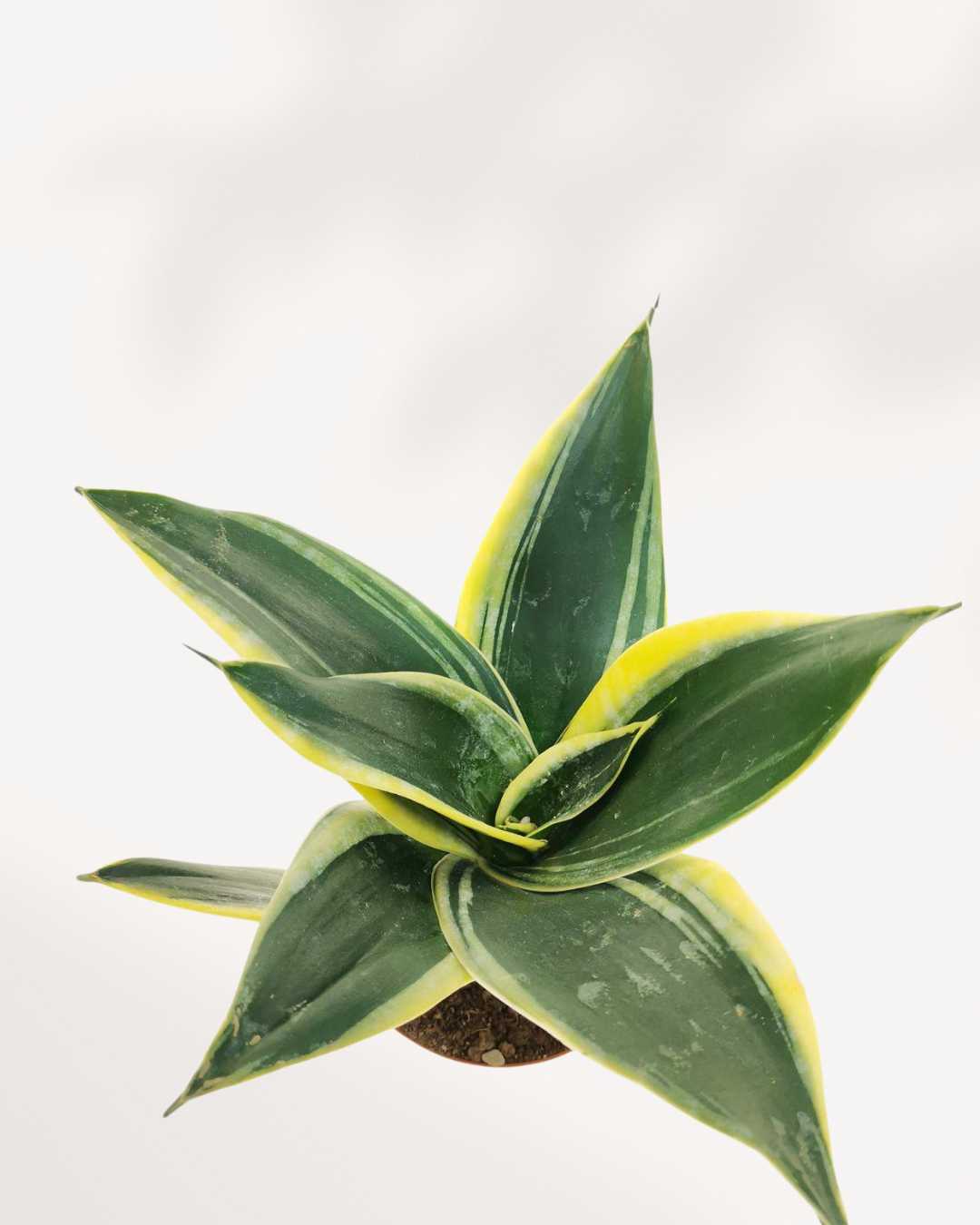 Sansevieria Trifasciata Jade Pagoda