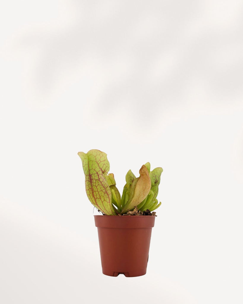 Sarracenia Pitcher Plant for Sale – Buy Carnivorous Plant Online | Easy Care, Unique Insect-Catching Houseplant – Canada Delivery