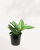 Scindapsus Treubii Moonlight | Buy Online