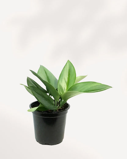Scindapsus Treubii Moonlight | Buy Online