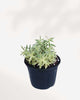 Sedum Variegated 3.5" Pot - Small