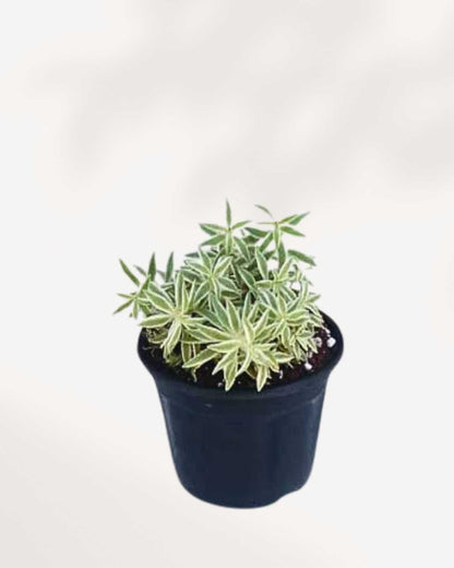 Sedum Variegated 3.5" Pot - Small
