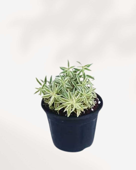 Sedum Variegated 3.5" Pot - Small