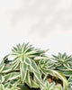 Sedum Variegated
