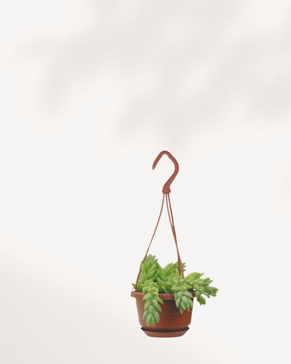 Sedum Burro's Tail 4" Hanging Basket