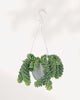 Sedum Burro's Tail 6" Hanging Basket
