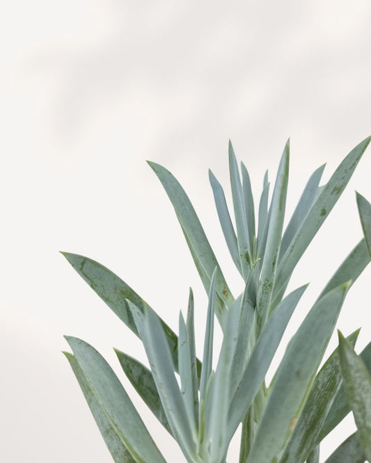Senecio Curio Blue Chalk top front view highlighting dense rosette style growth pattern with silvery blue foliage, visually striking succulent ideal for shelves, desks, and minimalist plant styling