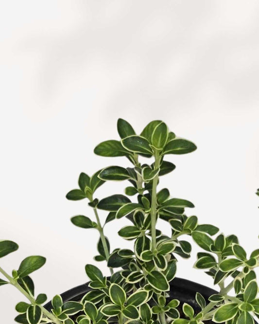 Serissa japonica 'Snowrose' 4" Pot - Small