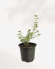 Serissa japonica 'Snowrose' 4" Pot - Small