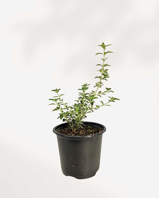 Serissa japonica 'Snowrose' 4" Pot - Small