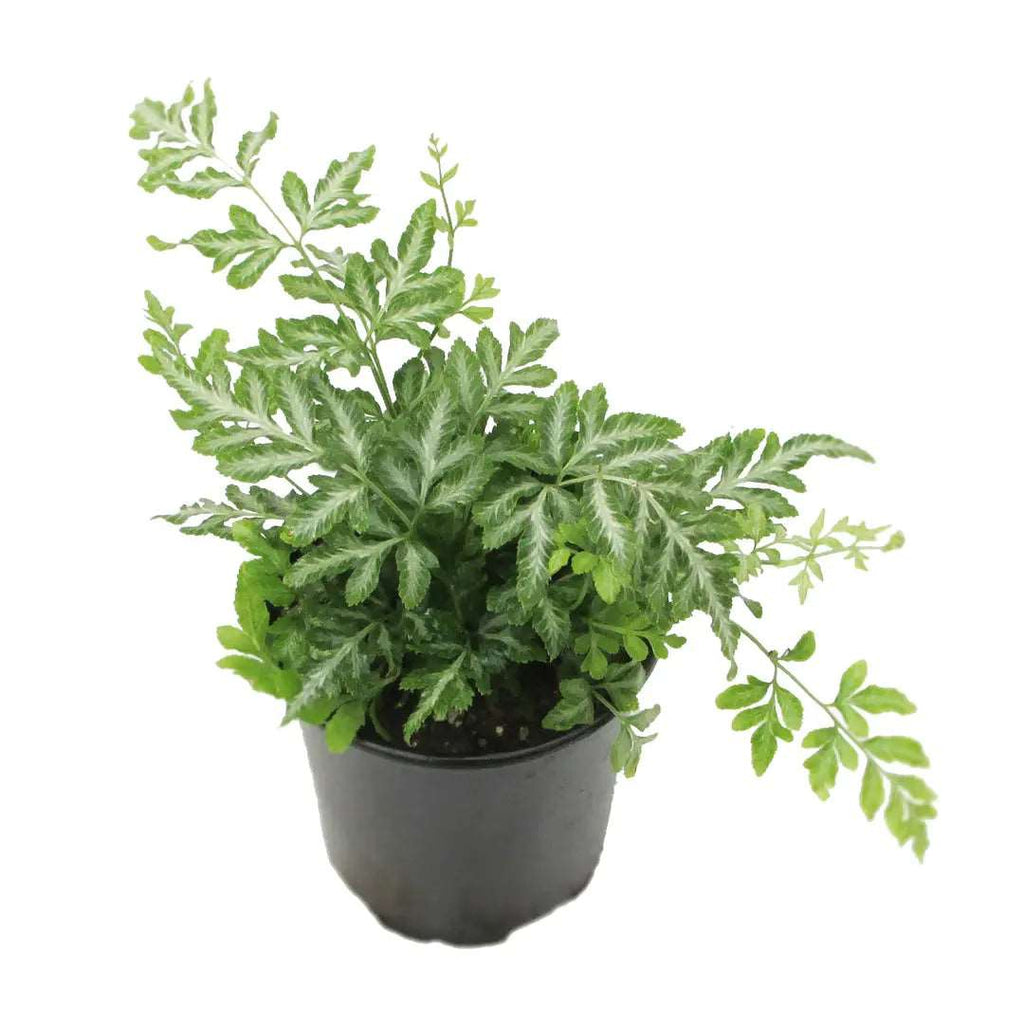 Close-up of Silver Lace Fern's variegated fronds