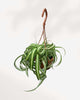 Spider Plant Curly Bonnie 4" - Hanging Basket