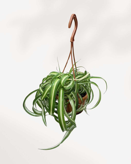 Spider Plant Curly Bonnie 4" - Hanging Basket