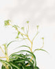 Spider Plant Curly Bonnie
