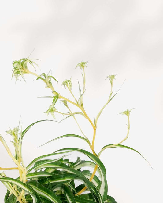 Spider Plant Curly Bonnie 4" - Hanging Basket