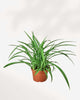 Spider Plant Green 5" Pot - Medium