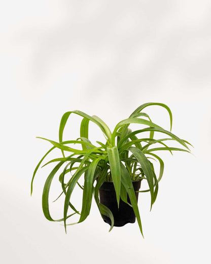 Spider Plant Green 3.5" Pot - Small