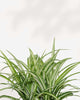 Spider Plant Variegated