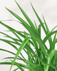 Spider Plant Green