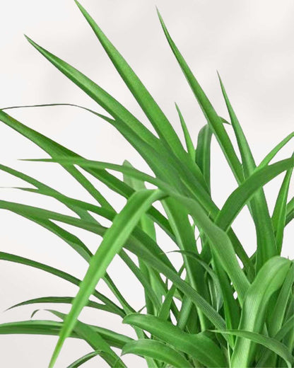 Spider Plant Green