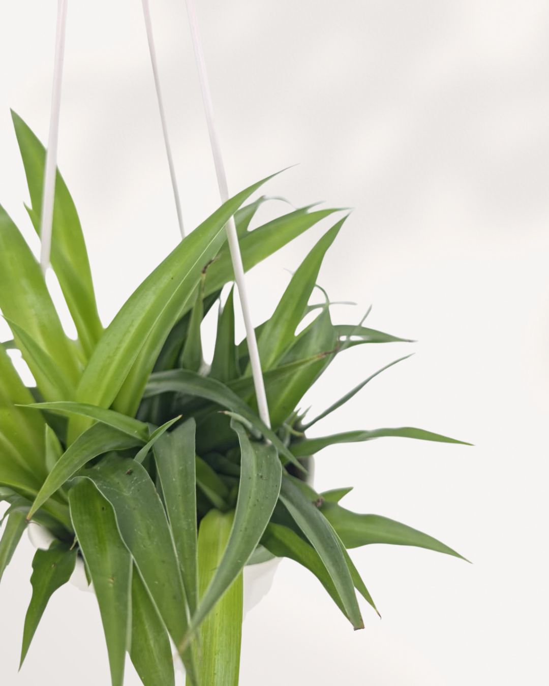 A green hanging spider plant with long, slender leaves suspended by white strings against a bright white background.