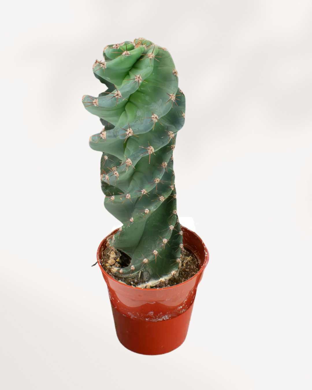 Spiral Cactus 3.5" Pot - XSmall