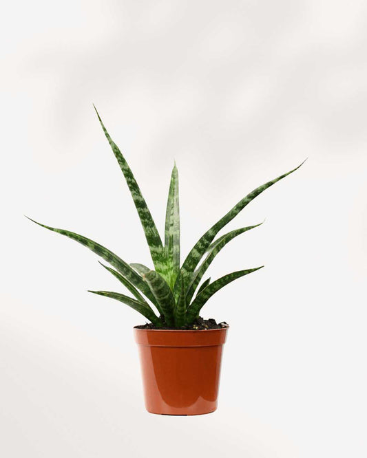 Sansevieria Fernwood Natural 2.5" Pot XSmall