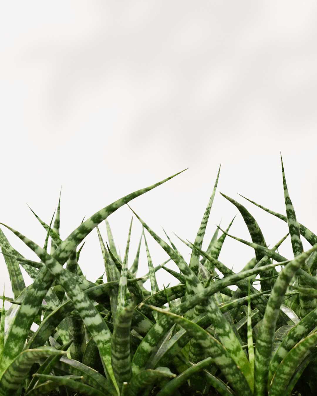 Sansevieria Fernwood Natural Closeup