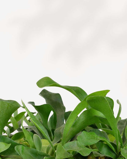 Close-up of Staghorn Fern's antler-shaped fronds in hanging basket