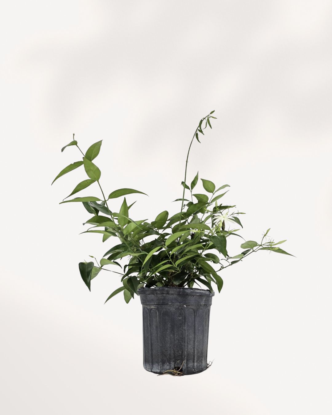 Star Jasmine plant in 6-7 inch grow pot, healthy green leaves, ideal indoor fragrance, buy online for home or patio, fast delivery Canada