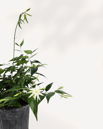 Close up of Star Jasmine foliage in 6-7 inch pot, vibrant leaves, aromatic flowering vine, perfect indoor or balcony plant, order online now