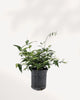 Star Jasmine potted plant 6 inch, lush green leaves, fragrant blooms, easy care vine for home or garden, available to buy online