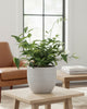 Star Jasmine plant in 6-7 inch in Decorative Pot, healthy green leaves, ideal indoor fragrance, buy online for home or patio, fast delivery Canada