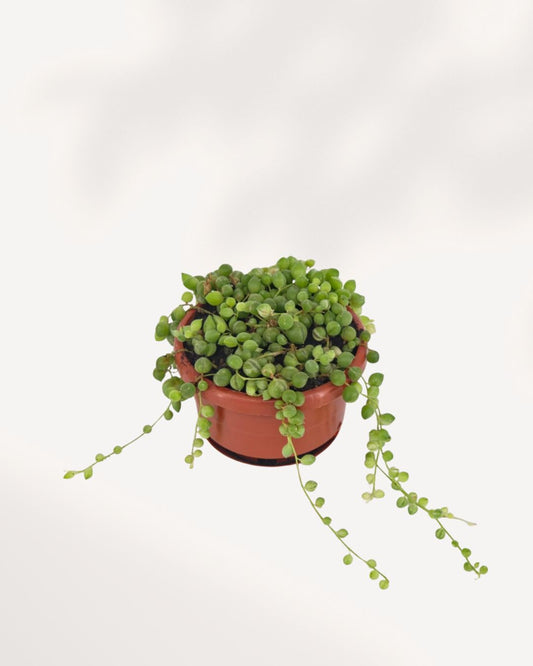 Front view of String of Pearls Senecio rowleyanus in nursery pot showing dense cluster of round green bead leaves with one trailing vine, easy care trailing succulent for shelves and windowsills