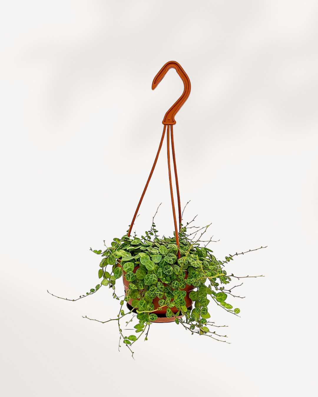 String of Turtles - Peperomia Prostrata 4" Hanging Basket