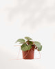 Strawberry Begonia front view in a small pot. Full growth with delicate runners. A great houseplant for bright spaces. Available to order online.