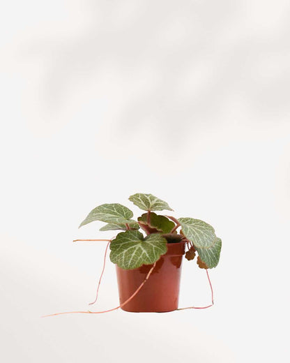 Strawberry Begonia front view in a small pot. Full growth with delicate runners. A great houseplant for bright spaces. Available to order online.