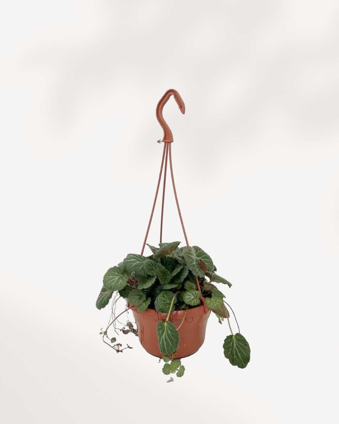 Strawberry Begonia in a 4.5 inch hanging planter. Young trailing runners cascading over the edges. A charming easy care indoor plant ready for gifting or home decor.