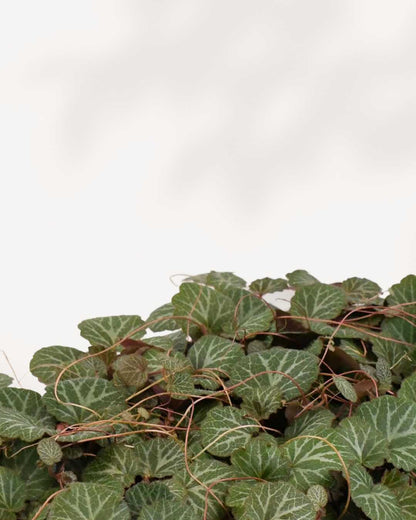 Closeup view of Strawberry Begonia leaves. Soft green texture with fine veining and warm red stems. Shows plant health and detail to help shoppers choose confidently.