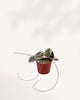 Strawberry Begonia seen from a top side angle. Shows trailing red stolons and textured leaves. Ideal for new plant lovers looking for easy care houseplants.