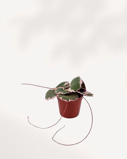 Strawberry Begonia seen from a top side angle. Shows trailing red stolons and textured leaves. Ideal for new plant lovers looking for easy care houseplants.