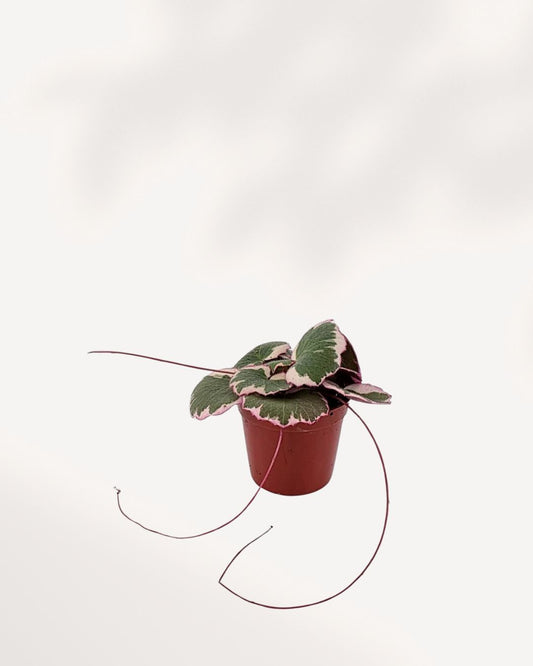 Strawberry Begonia front view in a compact pot. Lush green round leaves with soft red runners. A cute starter plant ready to buy online. Perfect for adding charm to any space.