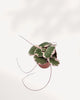 Overhead angled view of Strawberry Begonia. Highlights its rounded green leaves with fuzzy texture and red stems. A sweet trailing plant that brightens shelves and desks.
