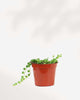 Front view of String of Pearls Senecio rowleyanus in nursery pot showing dense cluster of round green bead leaves with one trailing vine, easy care trailing succulent for shelves and windowsills